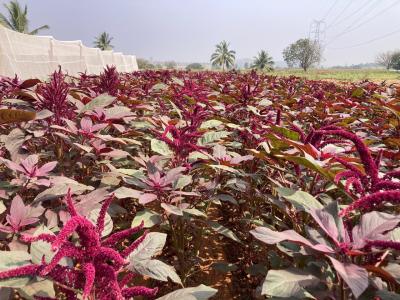 Red half / Green and Red Amaranthus
